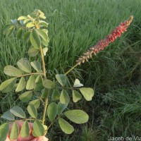 Indigofera hirsuta L.